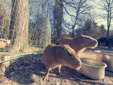 Pair of Capybaras posing in local ZOO.
