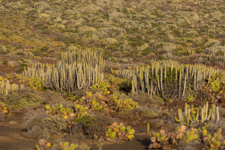 Desolate arid vegetation growing on vulcanic soil.
