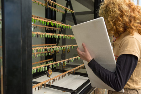 ZOO employee working on rack containing butterfly cocoons in different develoment stages.