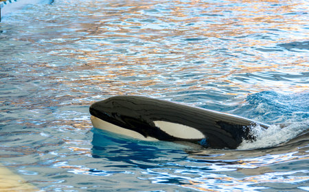 Detail of orca - the killer whale - swimming in large pool.
