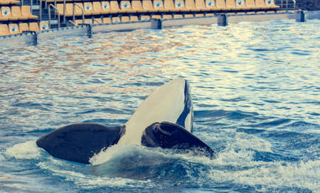 Detail of orca - the killer whale - swimming in large pool.の写真素材