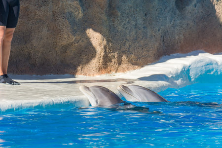 Detail of dolphins swimming in large pool.