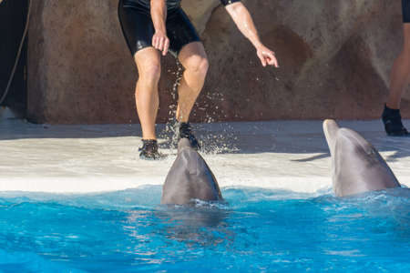 Detail of dolphins swimming in large pool.の写真素材