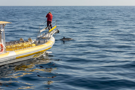 Marine biologist doing research and photographing whales.の写真素材