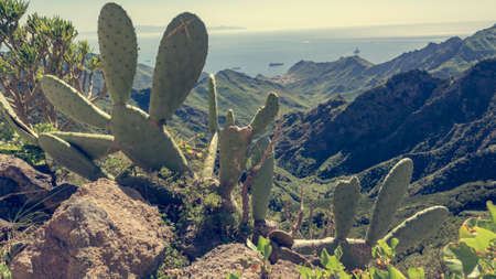 Spectacular panorama view of forest covering atlantic island.の写真素材