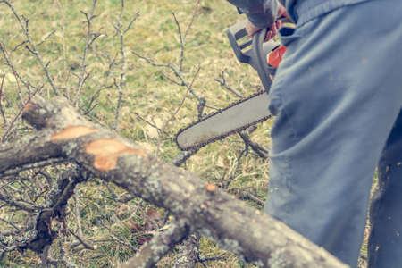 Worker using chain saw and cutting tree branches.の写真素材