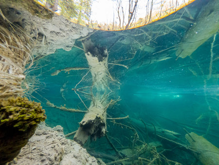 Amazing split view of lake with sunken tree trunk. Plitvice national park, Croatia.の写真素材