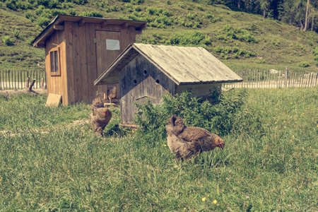 Chicken grazing grass outdoor on a farm.の写真素材