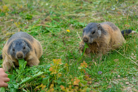 Portrait of wild marmot feeding on mountain meadow.の写真素材