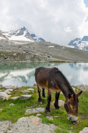 Transport donkey grazing grass near a mountain lake. Carry material animal for alpine transportation...