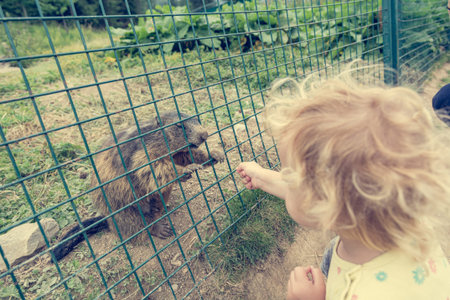 Cute blonde girl looking at a wild marmot in captivity.