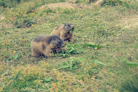 Pair of wild marmots feeding on a pasture.