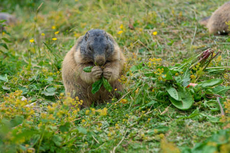 Portrait of wild marmot feeding on mountain meadow.の写真素材