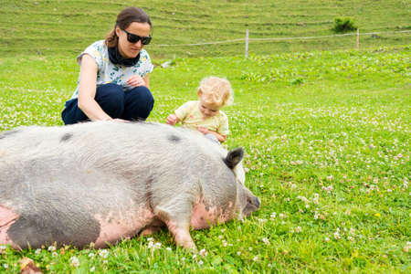 Mother and daughter stroking a big fat pig at mountain far.の写真素材