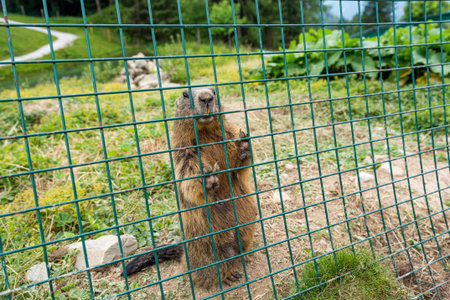 Wild marmot in captivity at mountain resort for research.
