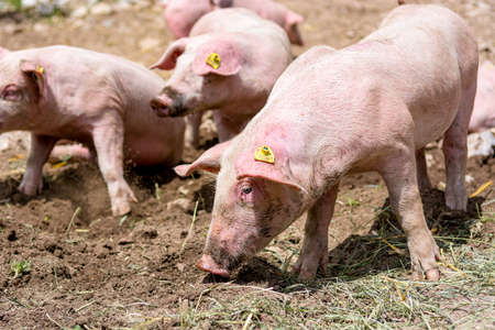 Pigs on a pig farm outdoor in animal friendly environment.の写真素材