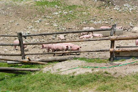 Pigs on a pig farm outdoor in animal friendly environment. Environmental aware farming.の写真素材