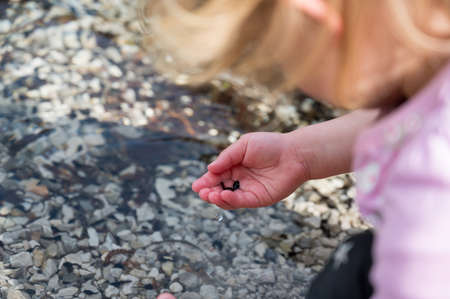Side view of young girl catching and observing tadpoles in a lake.の写真素材
