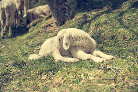 Cute little lamb resting in a shadow of tree. Adorable baby sheep in meadow.の写真素材