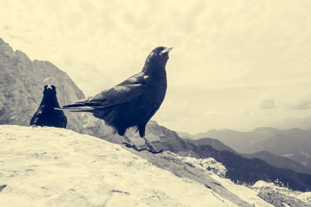 The Alpine chough Pyrrhocorax graculus , Yellow billed chough.