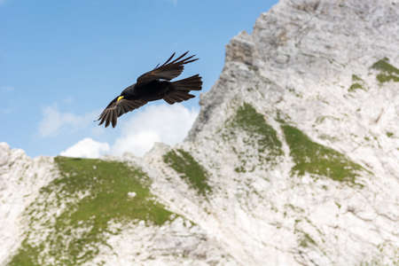 The Alpine chough Pyrrhocorax graculus , Yellow billed chough. Slovenian Alps.の写真素材