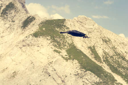 The Alpine chough Pyrrhocorax graculus , Yellow billed chough. Slovenian Alps.の写真素材