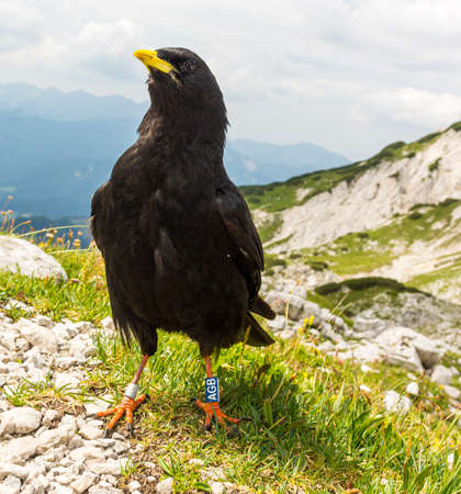 The Alpine chough Pyrrhocorax graculus , Yellow billed chough. Slovenian Alps.の写真素材