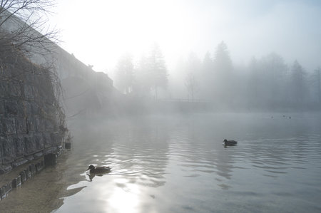Many ducks swimming across mist covered lake.の写真素材