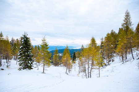Picturesque mountain forest with early snow coverying golden larch trees.の写真素材