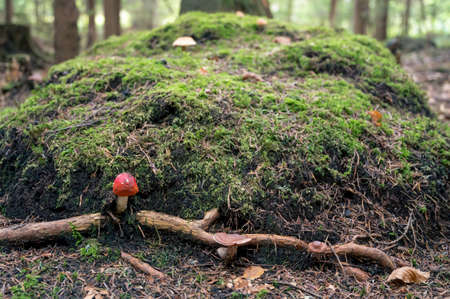 Detail of fly amanita poisonous mushroom growing on forest floor.の写真素材