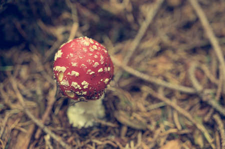 Detail of fly amanita poisonous mushroom growing on forest floor.の写真素材