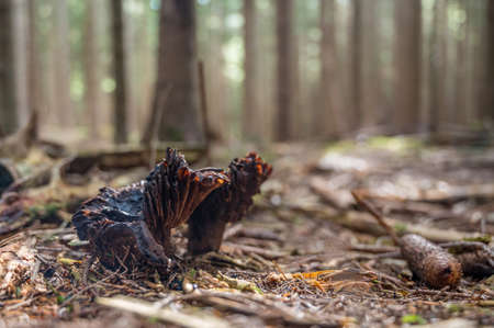 Interesting dark mushroom groing from forest floor.の写真素材