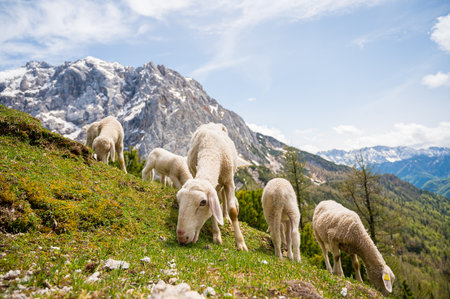 Flock of sheep grazing on alpine meadow surrounded with mountains.の写真素材