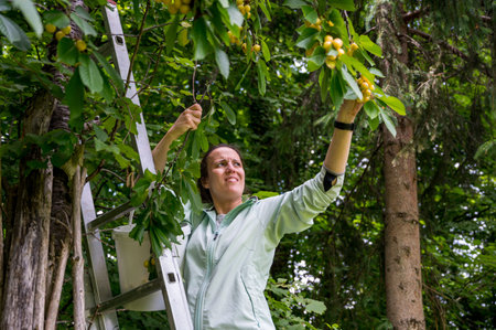 Woman picking fresh organic cherries in her garden.