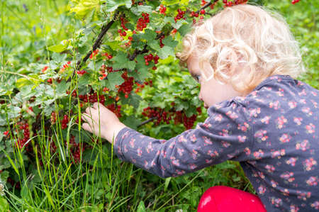 Cute blonde girl picking fresh organic redcurrent in her garden.の写真素材