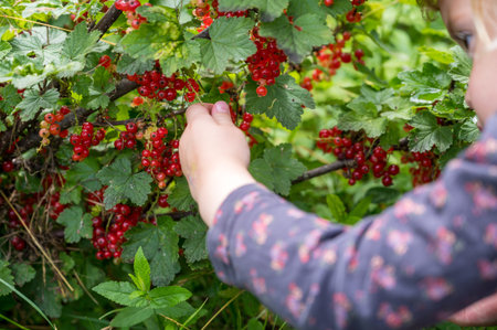Cute blonde girl picking fresh organic redcurrent in her garden.