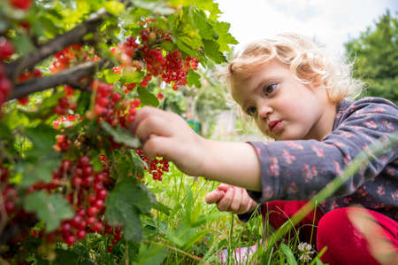 Cute blonde girl picking fresh organic redcurrent in her garden.の写真素材