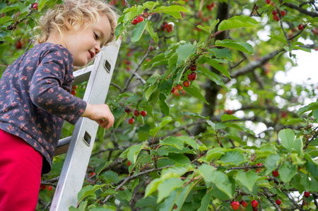 Cute blonde girl picking a cherry tree from a ladder.