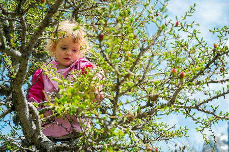 Cute blonde girl climbing a tree on alpine meadow.の写真素材