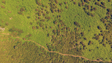 Drop down view of hiking trail running through fern forest.
