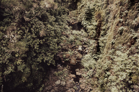 Beautiful scenery of a mossy forest and rocks over river bed.