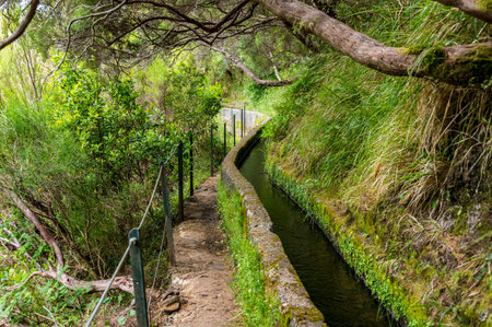 Hiking through old forest along water, exploring 25 waterfall on Madeira.