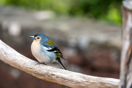 A cute Madeiran chaffinch Fringilla coelebs maderensis sitting.の写真素材