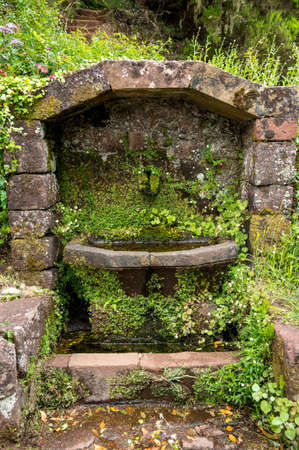 Moss covered water fountain in jungle forest.の写真素材