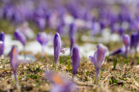 Majestic view of blooming spring crocuses poking from late snow in mountains.の写真素材
