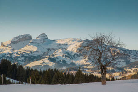 Beautiful winter mountain panorama with a lonely picturesque tree in the foreground. Single tree in front of a beautiful mountain backdrop.の写真素材