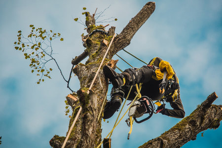 Arborist or lumberjack climbing up on a large tree using different safety and climbing tools. Arborist preparing to cut a tree, view from below.の写真素材