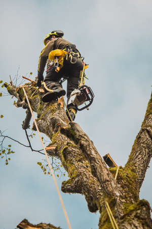 Arborist or lumberjack climbing up on a large tree using different safety and climbing tools. Arborist preparing to cut a tree, view from below.の写真素材