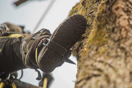 Arborist or lumberjack climbing up on a large tree using different safety and climbing tools. Arborist preparing to cut a tree, detail of a shoeの写真素材