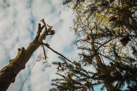 Arborist or lumberjack climbing up on a large tree using different safety and climbing tools. Arborist preparing to cut a tree, view from below.の写真素材